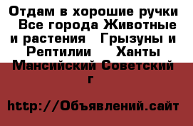 Отдам в хорошие ручки - Все города Животные и растения » Грызуны и Рептилии   . Ханты-Мансийский,Советский г.